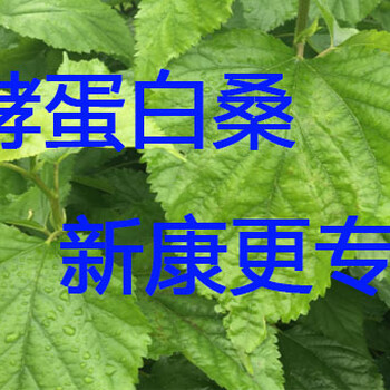 蛋白桑饲料发酵技术，扶贫养殖新政策