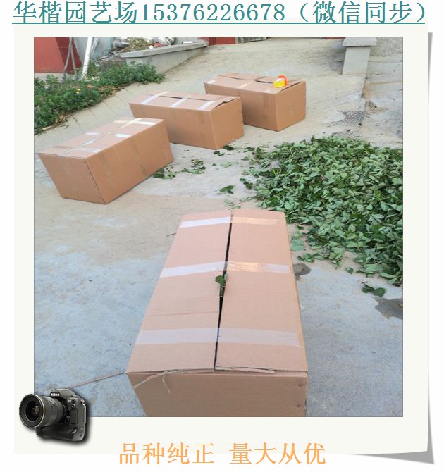七步香草莓苗基地。紅實(shí)美草莓苗貨源地