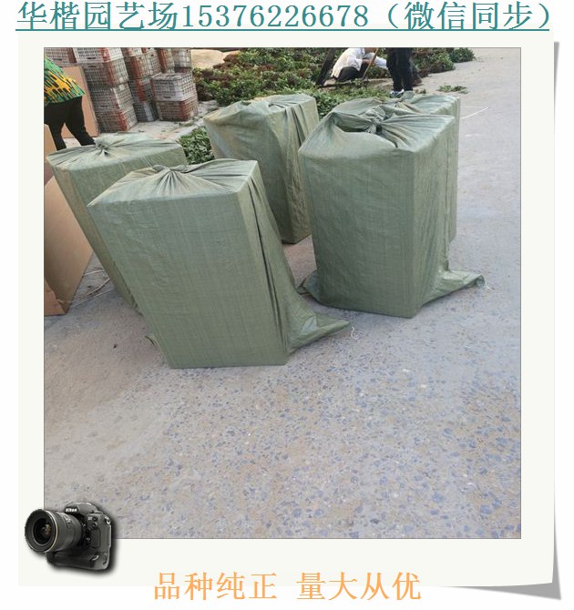 鬼怒甘草莓苗安圖紅19草莓苗商情