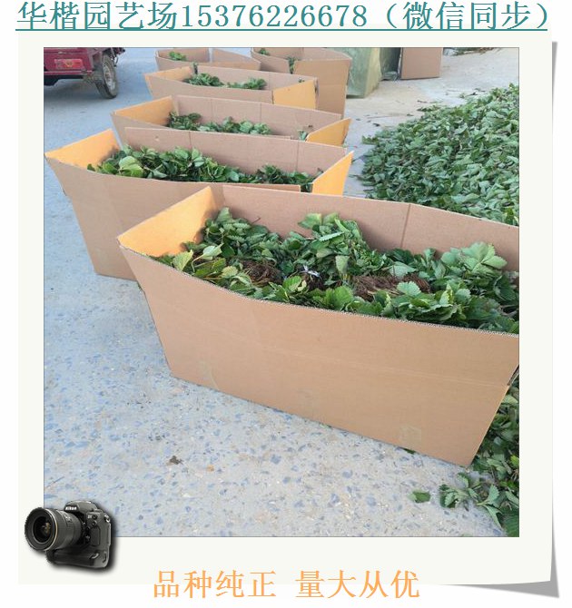 白色草莓苗介紹。塞娃草莓苗品相好