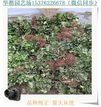 四季草莓苗介绍。京郊小白草莓苗货源地