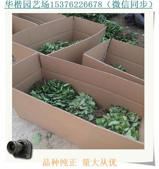 四季草莓苗.蒙特瑞草莓苗哪里有苗