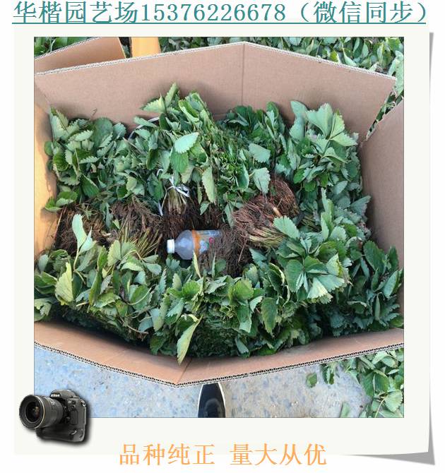 红宝石草莓苗基地。红19草莓苗经营部