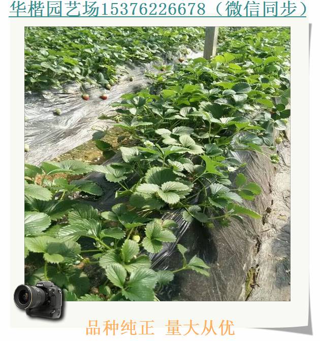 草莓種苗口感好嗎、永麗草莓苗種植幾年結果