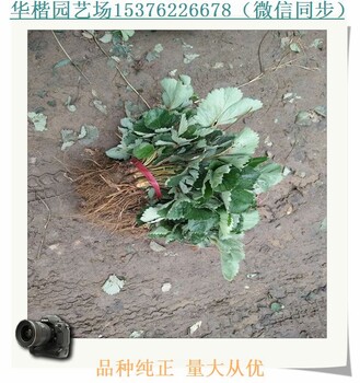 小白草莓苗石渠鬼怒甘草莓苗種植技術(shù)