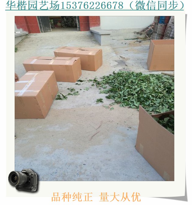 紅花草莓苗介紹。甘露草莓苗品種簡介