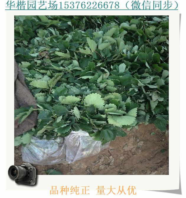 紅實(shí)美草莓苗閬中紅花草莓苗基地價(jià)