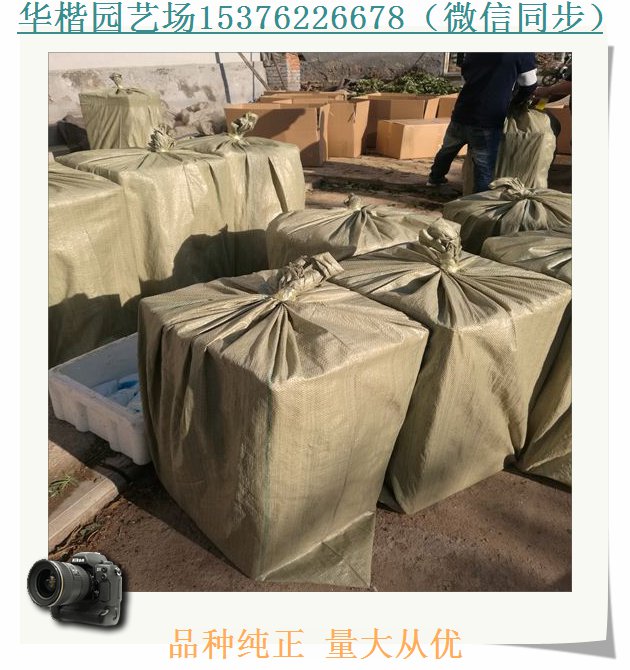 桃熏草莓苗基地。隋珠草莓苗種植幾年結(jié)果