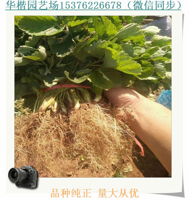 小白草莓苗怎么買、一代草莓苗效果好嗎