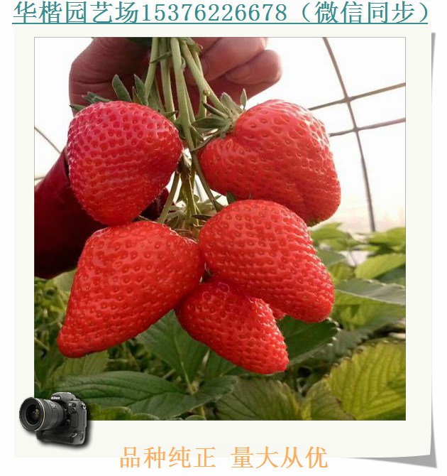 右玉燕香草莓苗新聞介紹
