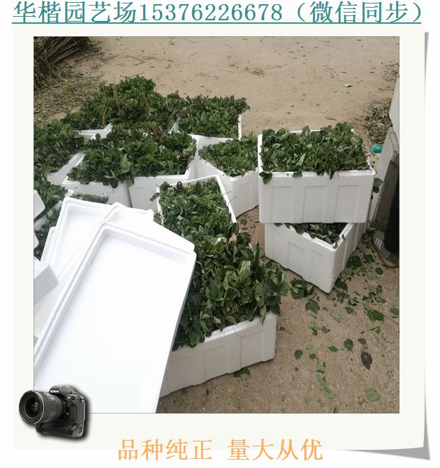 草莓種苗購買常識、鬼怒甘草莓苗銷售中心