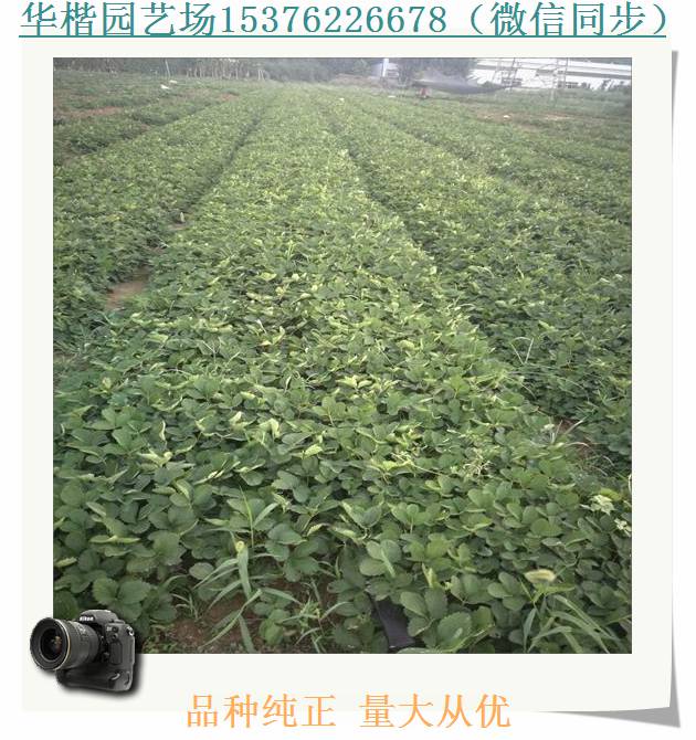 達賽草莓苗東平雪妹脫毒草莓苗報價