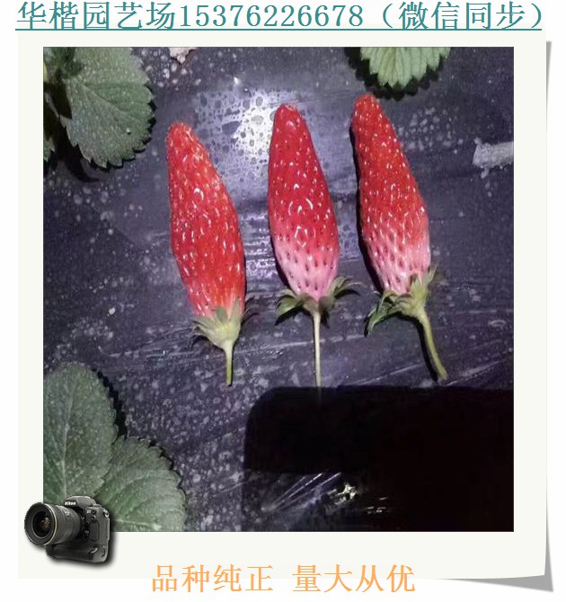 公主草莓苗推薦、醉俠草莓苗報價