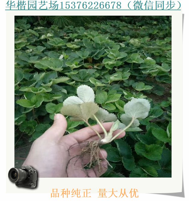 豐香草莓苗技術(shù)、鬼怒甘草莓苗賣(mài)家在哪好