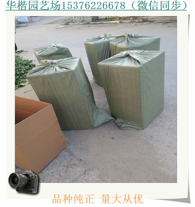 石莓七號(hào)草莓苗介紹。組培草莓苗種植及時(shí)間