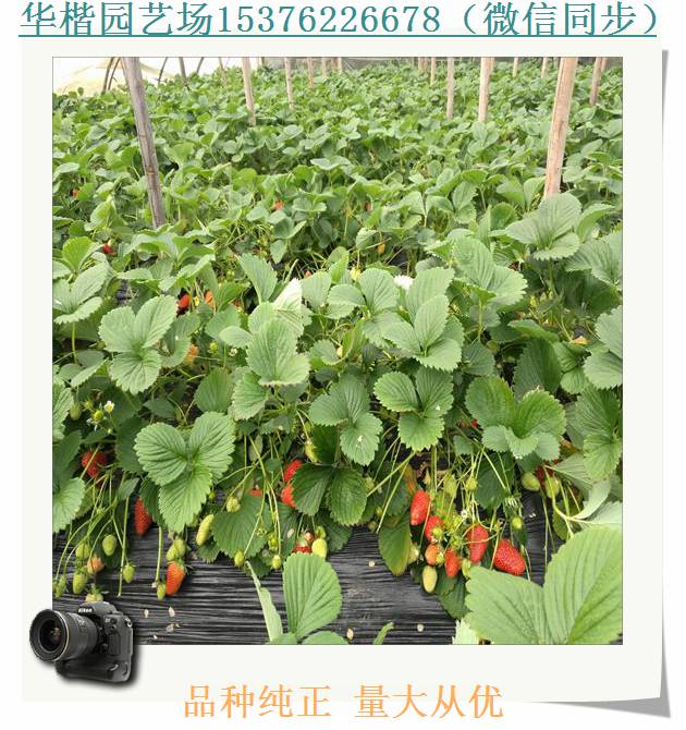 右玉燕香草莓苗新聞介紹