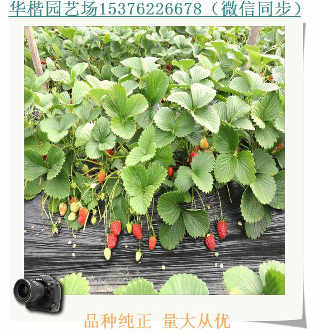 華艷草莓苗平度全草莓苗出苗率高