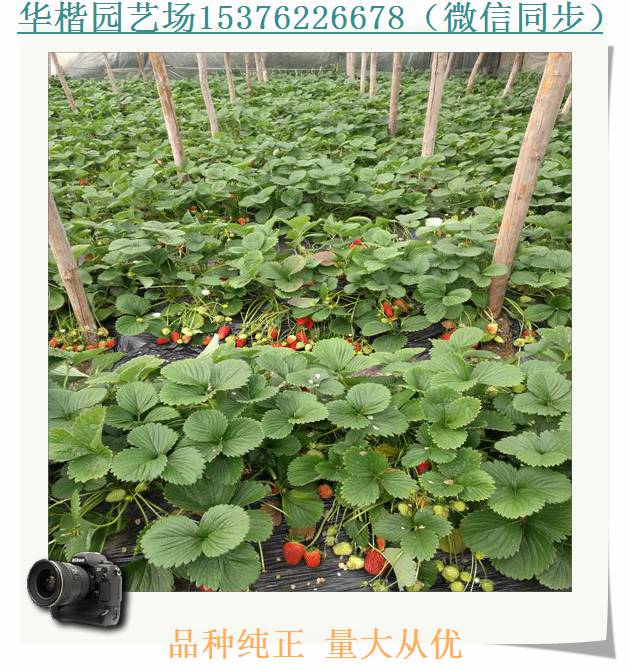 一代草莓苗什么時候熟、草莓種苗供應(yīng)中心