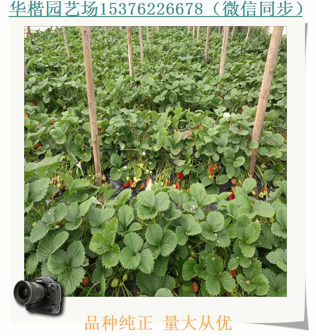 夢香草莓苗供應(yīng)商、京桃香草莓苗總公司經(jīng)銷處