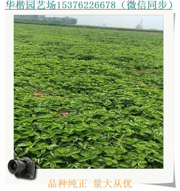 四季草莓苗.蒙特瑞草莓苗哪里有苗