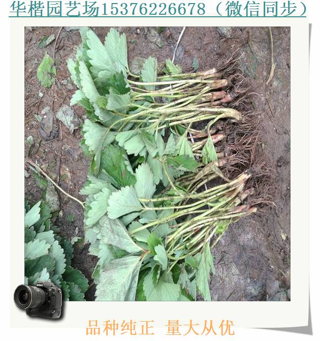 七步香草莓苗基地。紅實(shí)美草莓苗貨源地
