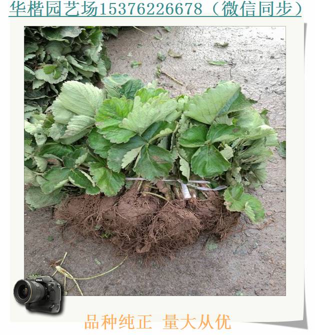 醉飛草莓苗新聞介紹、紅19草莓苗基地地址