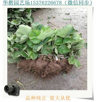 随珠草莓苗几年结果、皇妃草莓苗果实着色