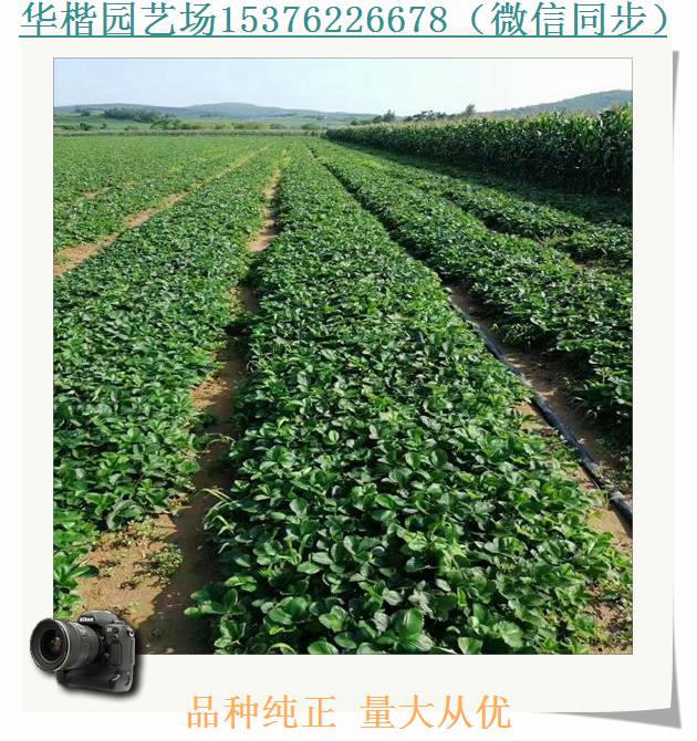 白色草莓苗介紹。塞娃草莓苗品相好
