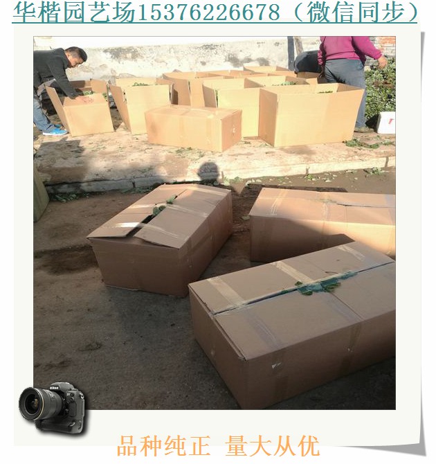 魯旺草莓苗清新皇妃草莓苗如何