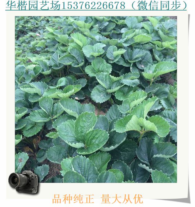 草莓幼苗基地報(bào)價(jià)、公主草莓苗優(yōu)良新品種
