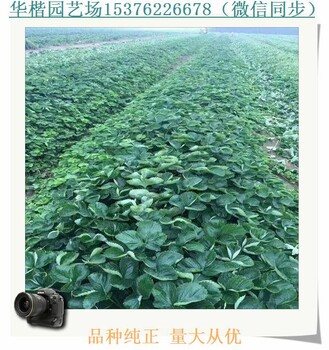白雪公主草莓苗推薦、醉俠草莓苗報價