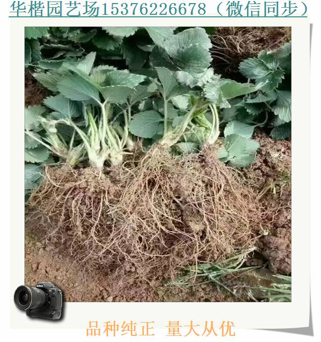 四季草莓苗介绍。京郊小白草莓苗货源地