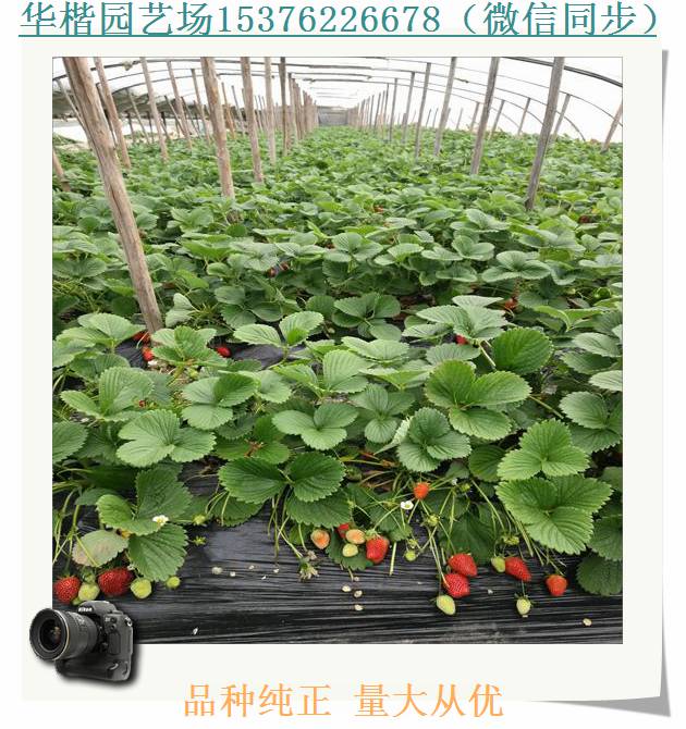 豐香草莓苗怎么種、七步香草莓苗推薦