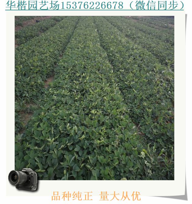 醉飛草莓苗新聞介紹、紅19草莓苗基地地址