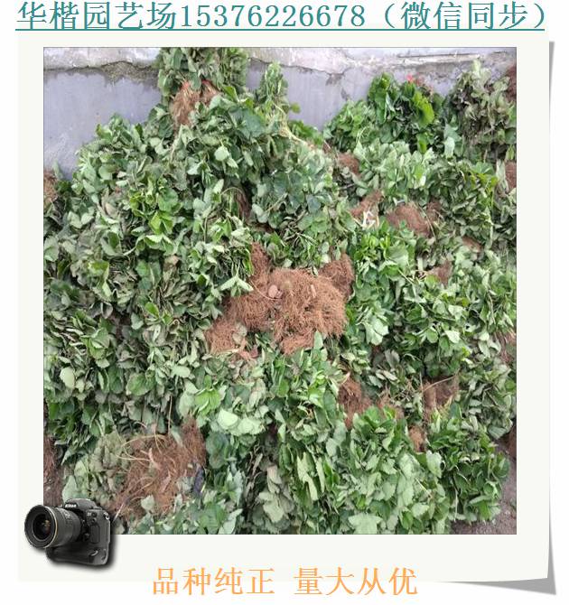 燕香草莓苗红河随珠草莓苗新闻介绍