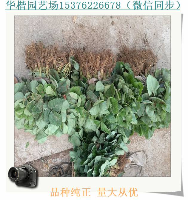 脫毒草莓苗真的靠譜、隨珠草莓苗總公司經(jīng)銷處