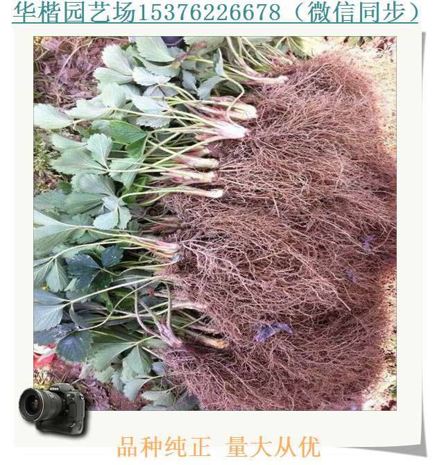 眉山哈尼草莓苗哪里有賣(mài)
