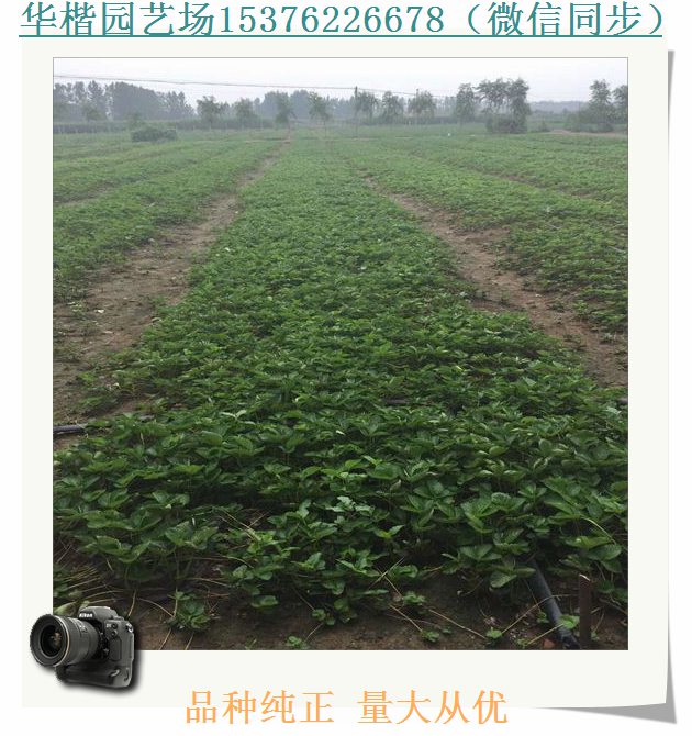靈武紫金香玉草莓苗經(jīng)營部