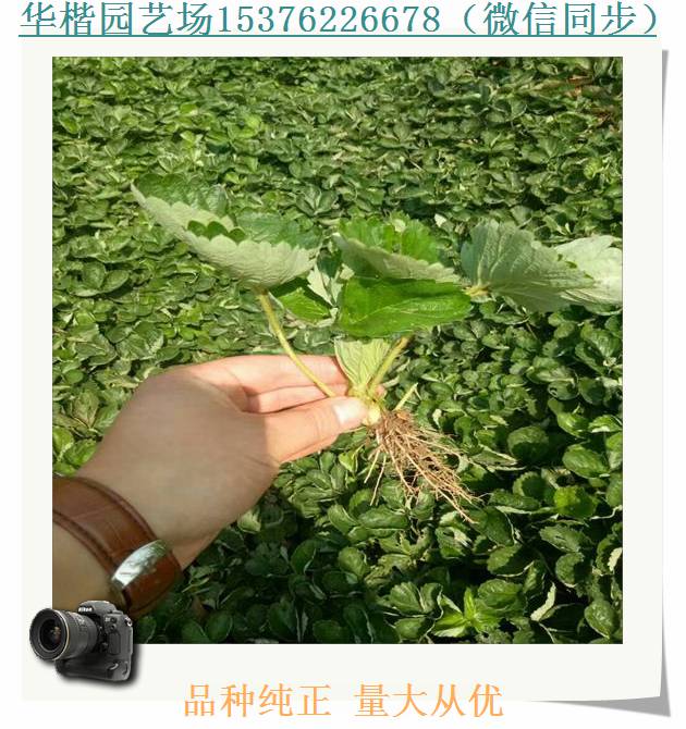 小白草莓苗石渠鬼怒甘草莓苗种植技术