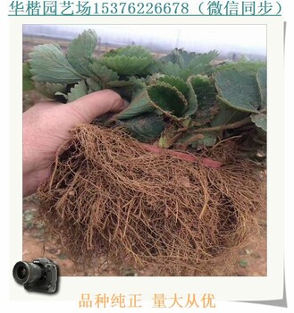 連江羅克珊娜草莓苗基地在哪里