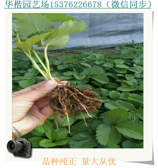 红玫瑰草莓苗效益好、京藏香草莓苗哪里买