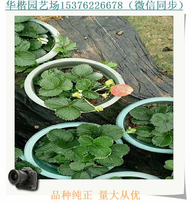 隋珠草莓苗詳情、露天草莓苗技術(shù)