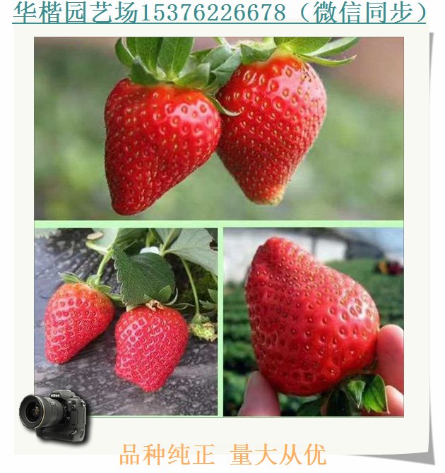 達賽草莓苗東平雪妹脫毒草莓苗報價