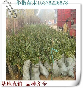 達柔藍莓苗效果怎么樣、介紹早藍藍莓苗