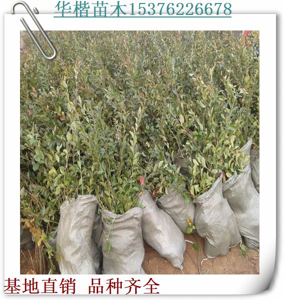 矮叢藍(lán)莓苗品種介紹全