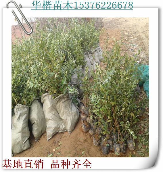 達(dá)柔藍(lán)莓苗產(chǎn)區(qū)在哪、具體電話藍(lán)莓苗