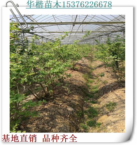 珠寶藍莓苗詳情、薄霧藍莓苗
