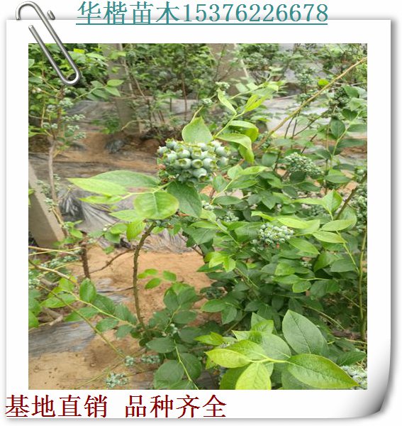 齊佩瓦藍(lán)莓苗查看/好不好兔眼藍(lán)莓苗