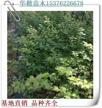 大粒星藍(lán)莓苗今年行情、供應(yīng)商賽提拉藍(lán)莓苗