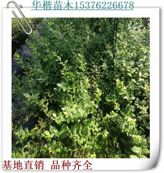 蓝元蓝莓苗种植要领、种植要领薄雾蓝莓苗